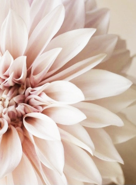 Een close-up van een witte bloem met lange blaadjes